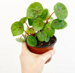Load image into Gallery viewer, Begonia conchifolia var. rubrimacula
