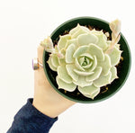 Load image into Gallery viewer, Echeveria &#39;Pink Edge&#39;

