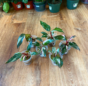 Philodendron Pink Princess “Marble”