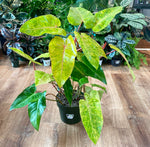Load image into Gallery viewer, Painted Lady Philodendron
