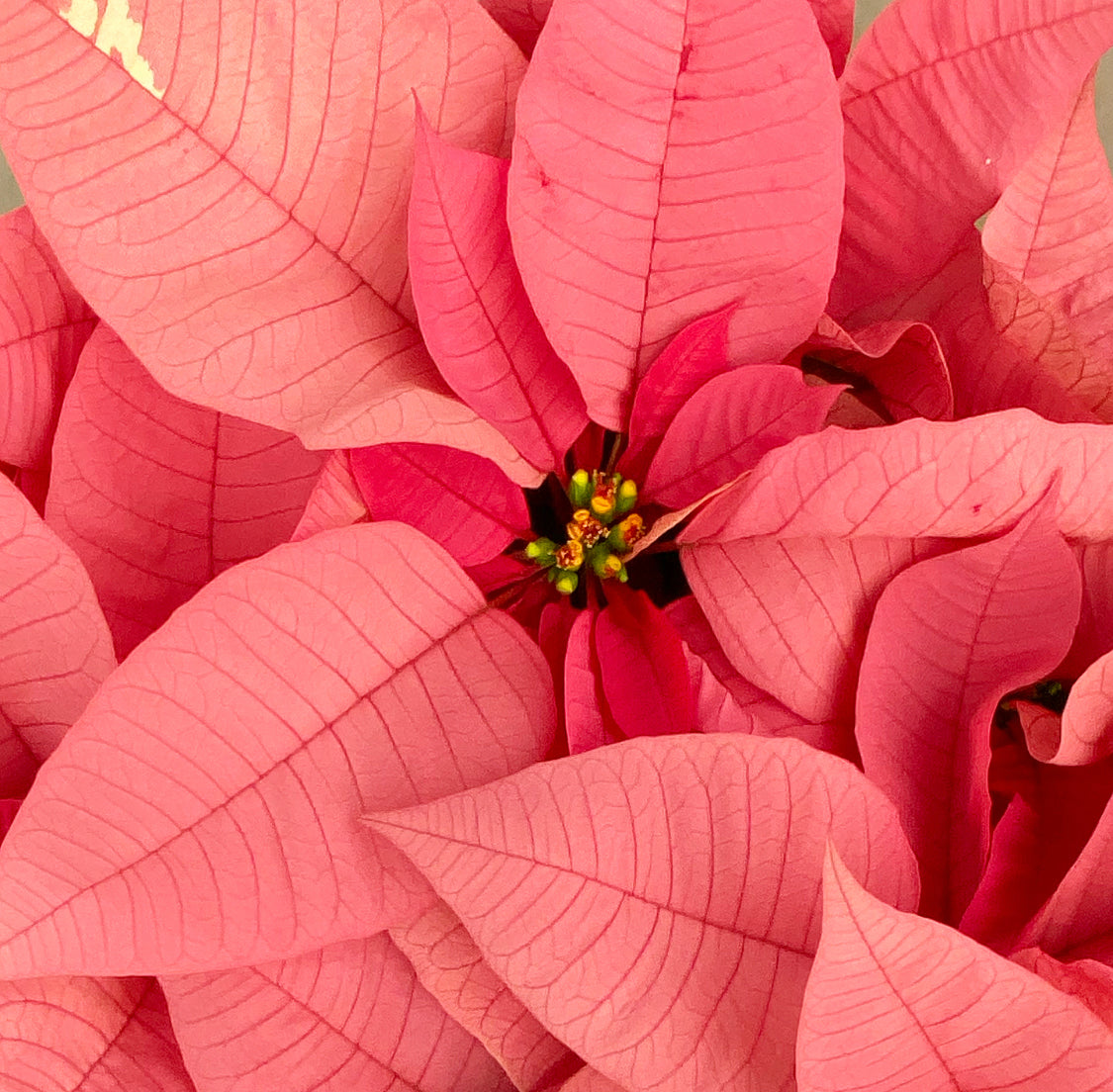 Poinsettia (Euphorbia pulcherrima)