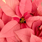 Load image into Gallery viewer, Poinsettia (Euphorbia pulcherrima)
