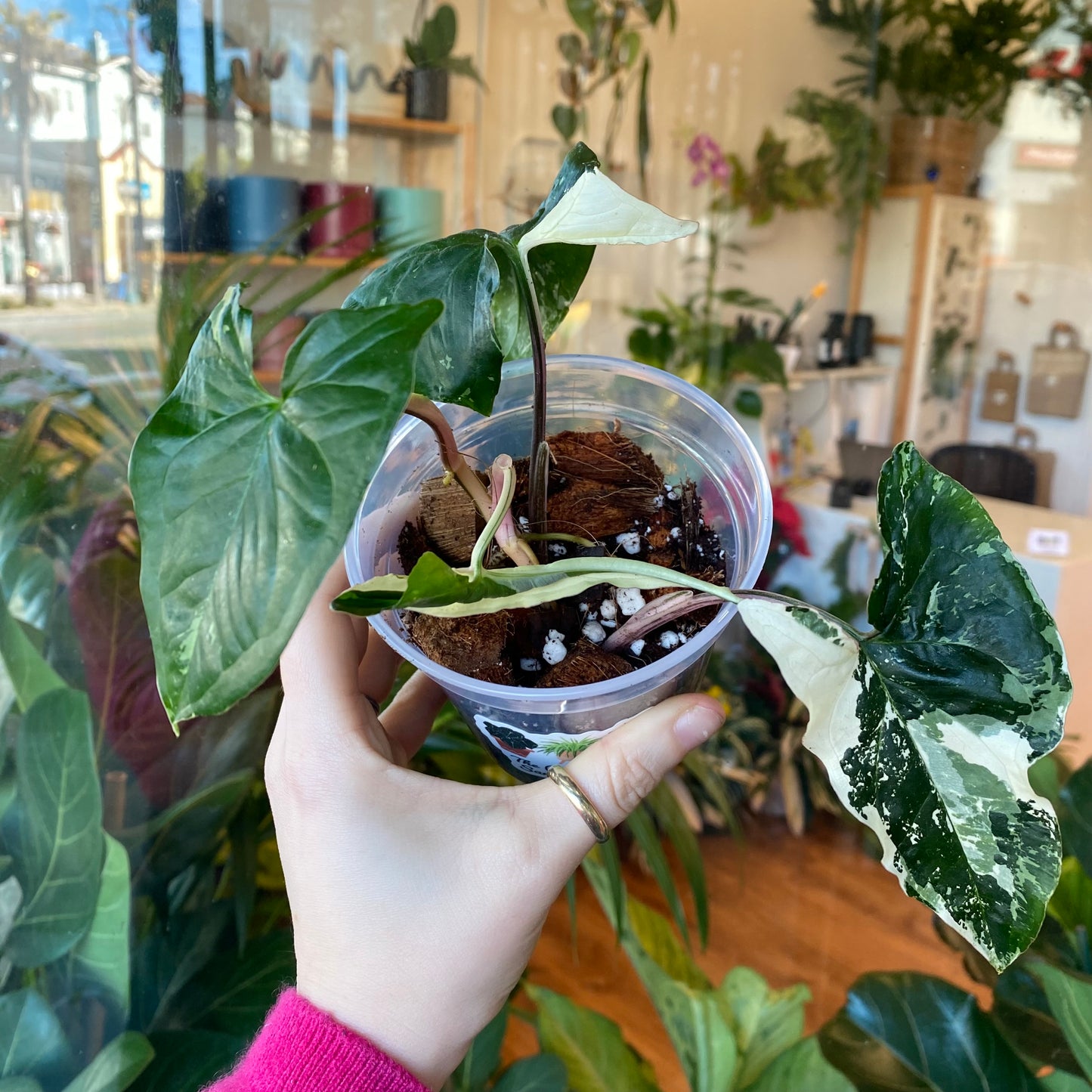 Syngonium Albo