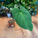 Load image into Gallery viewer, Philodendron pastazanum 
