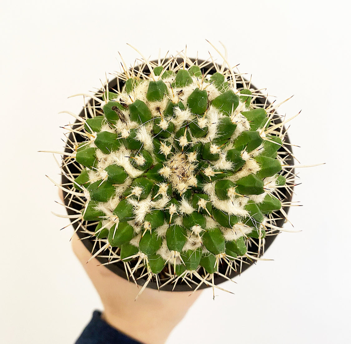 Globe Cactus