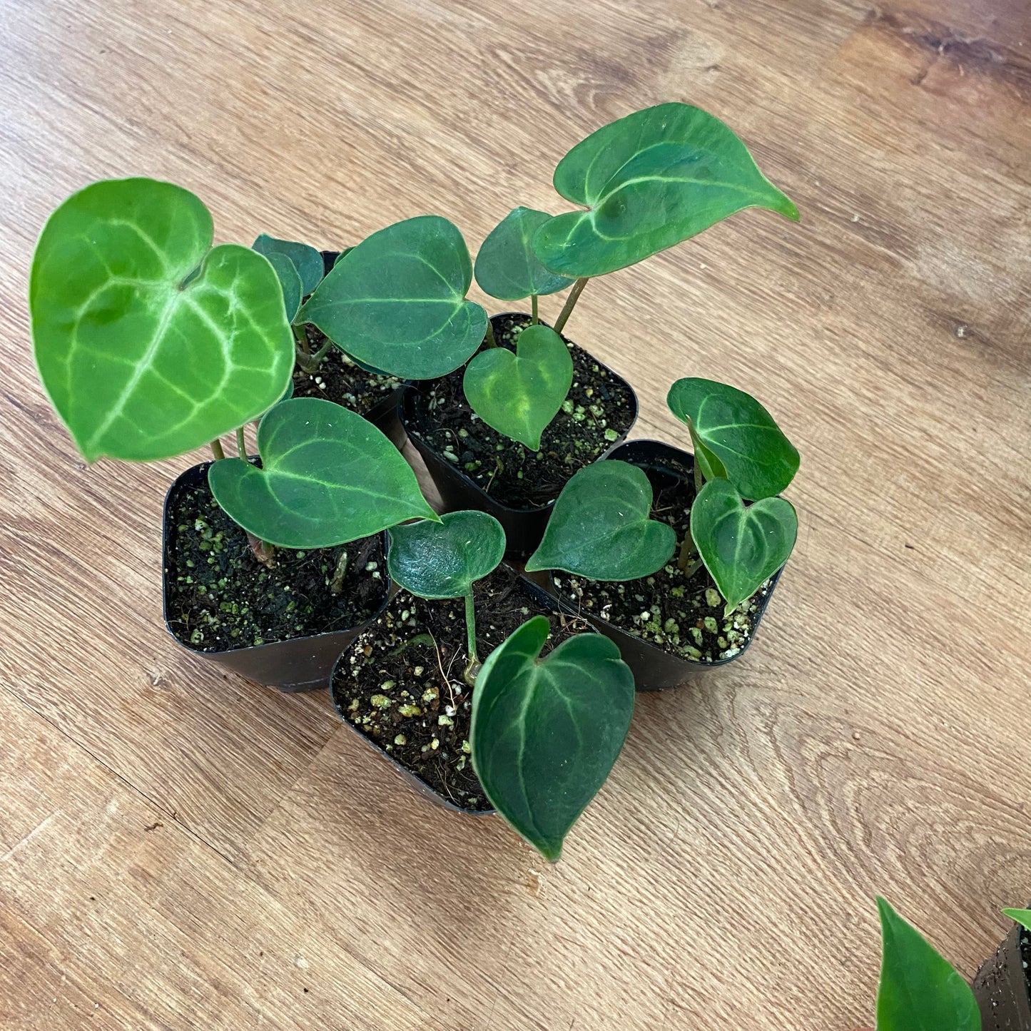 Anthurium clarinervium