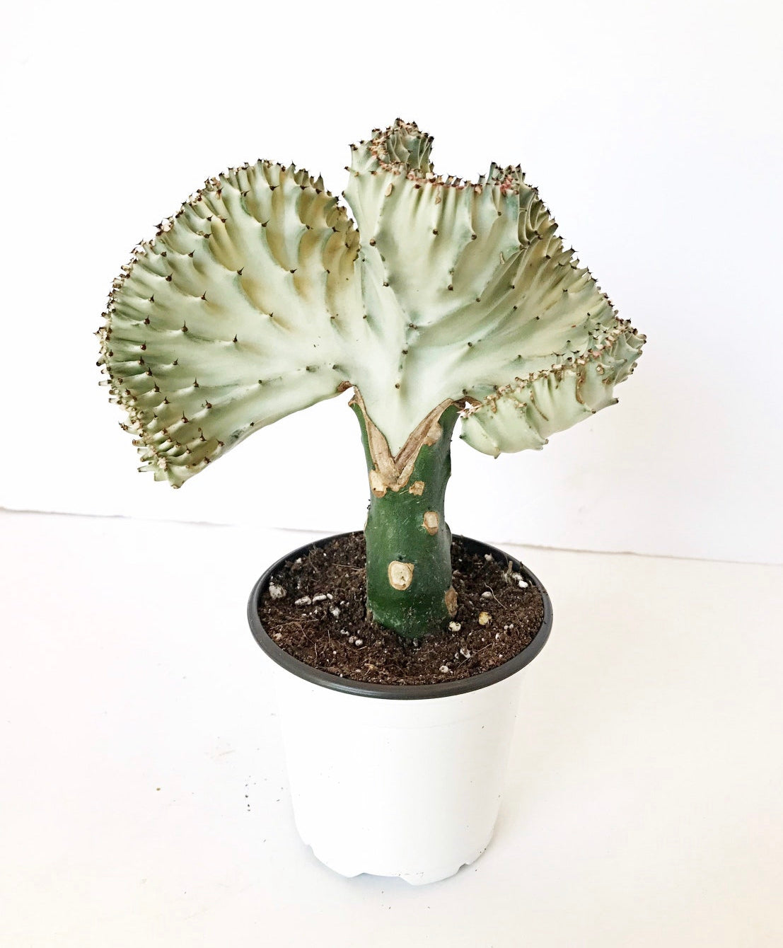 Euphorbia lactea ‘Cristata’