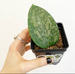 Load image into Gallery viewer, Hoya Macrophylla / Latifolia ‘Snow Queen’
