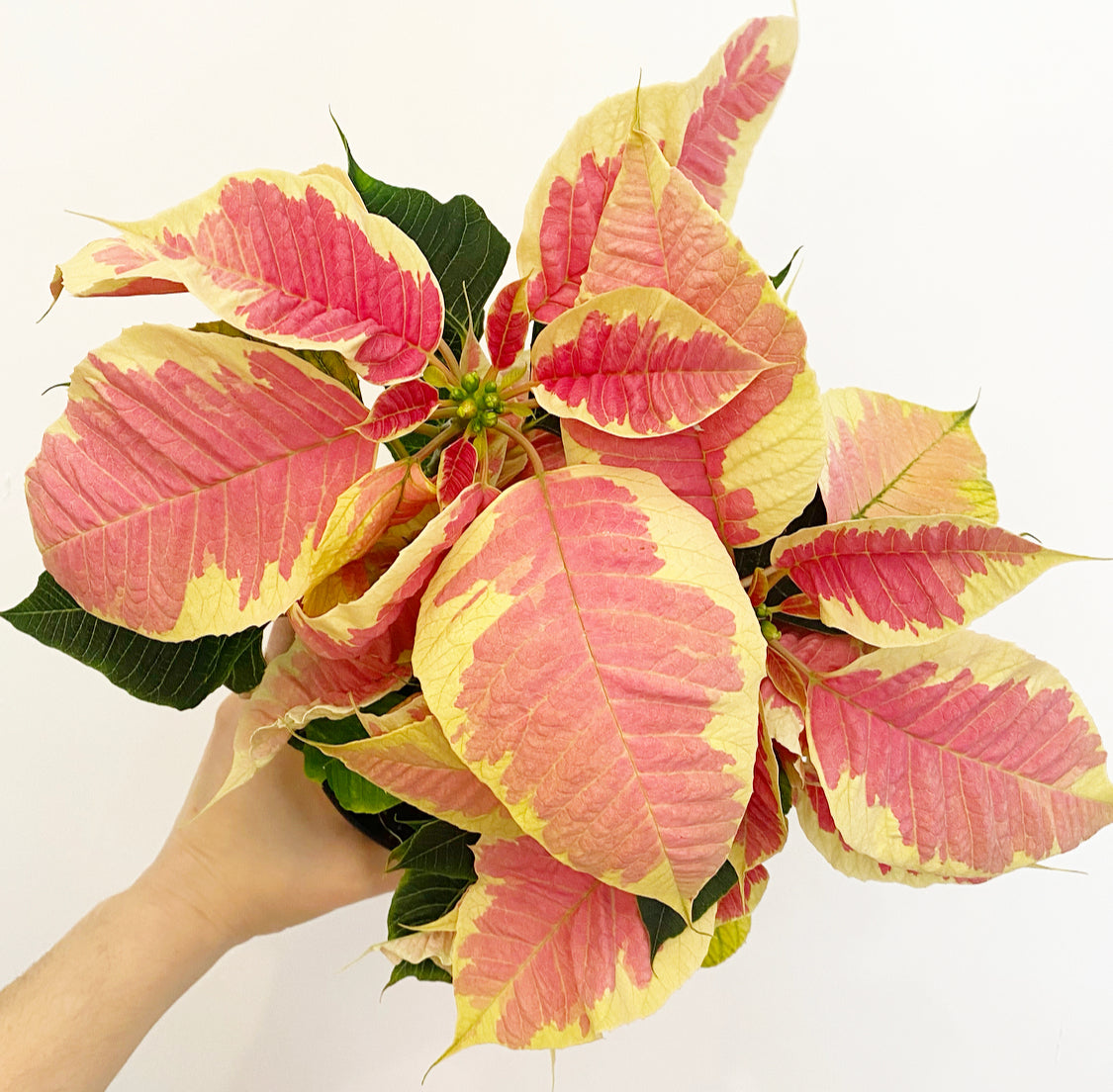 Poinsettia (Euphorbia pulcherrima)