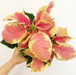 Load image into Gallery viewer, Poinsettia (Euphorbia pulcherrima)
