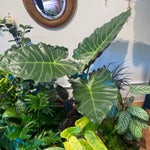 Load image into Gallery viewer, Alocasia &#39;Mayan Mask&#39;
