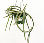 Load image into Gallery viewer, Rat Tail Cactus (Aporocactus flagelliformis)
