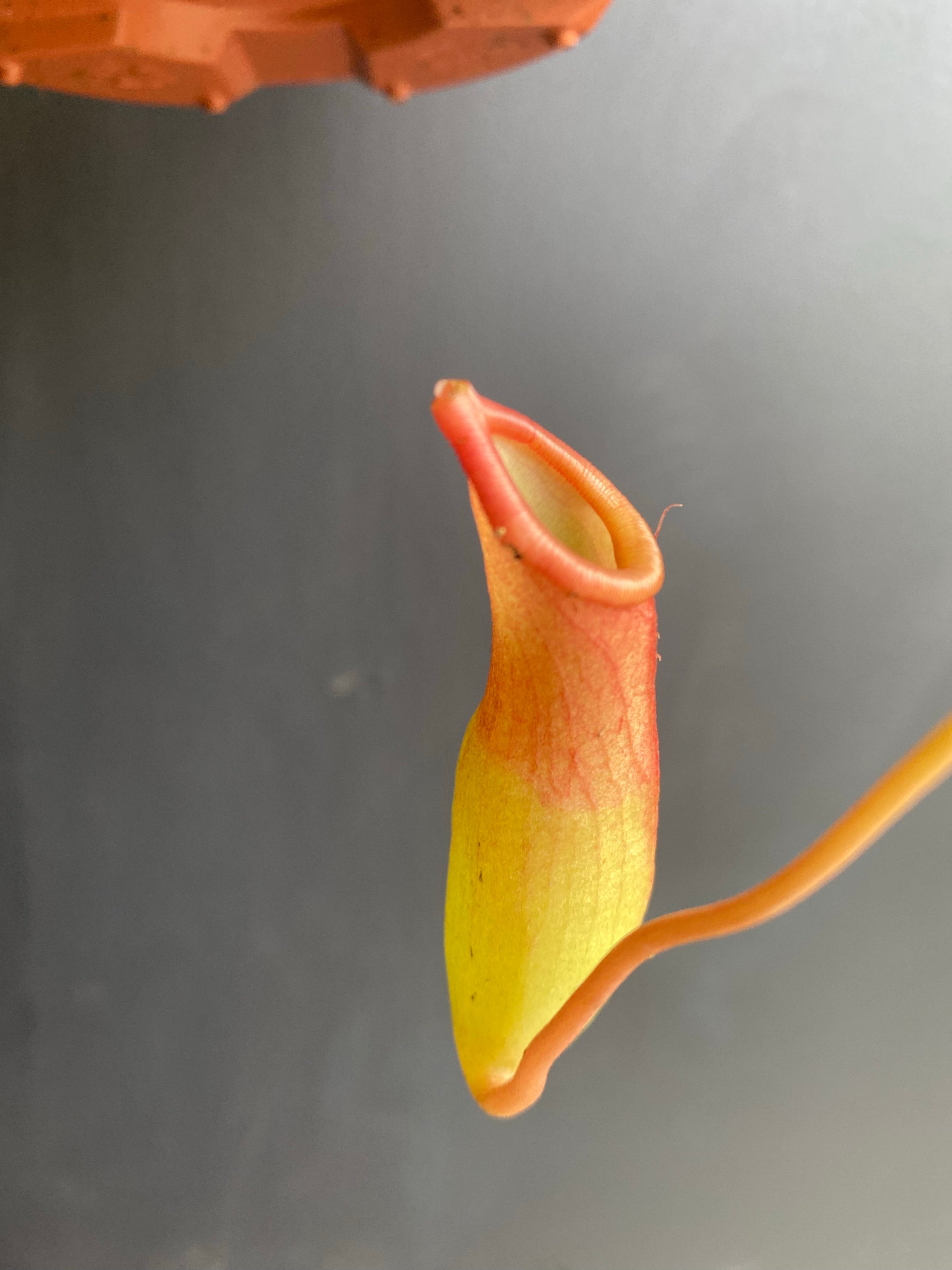 Pitcher Plant (Nepenthes x ventrata)
