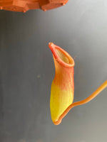 Load image into Gallery viewer, Pitcher Plant (Nepenthes x ventrata)
