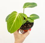 Load image into Gallery viewer, Philodendron gloriosum
