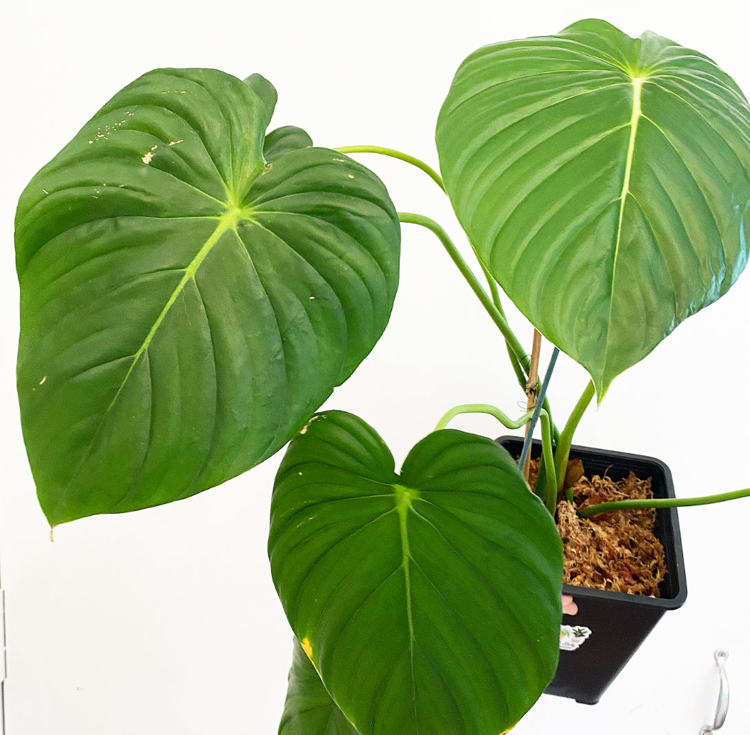 Philodendron pastazanum