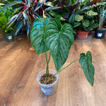 Load image into Gallery viewer, Philodendron pastazanum “Silver”
