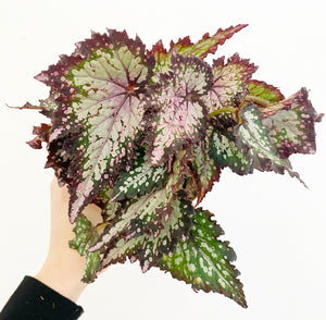 Begonia ‘Tornado’