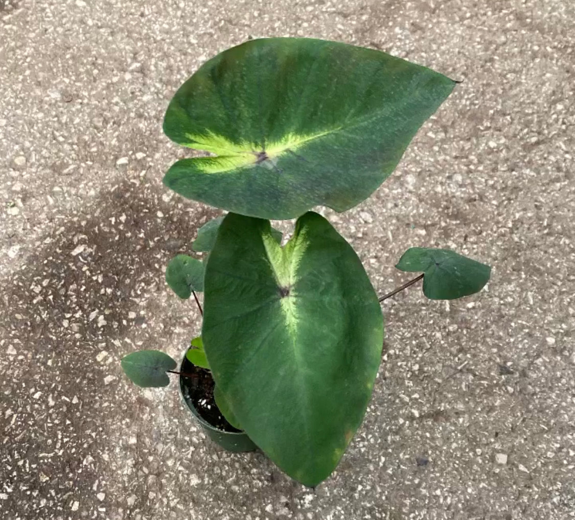 Colocasia ‘Tropical Storm’