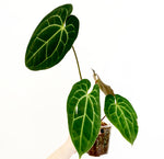 Load image into Gallery viewer, Anthurium besseae aff
