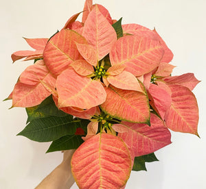Poinsettia (Euphorbia pulcherrima)