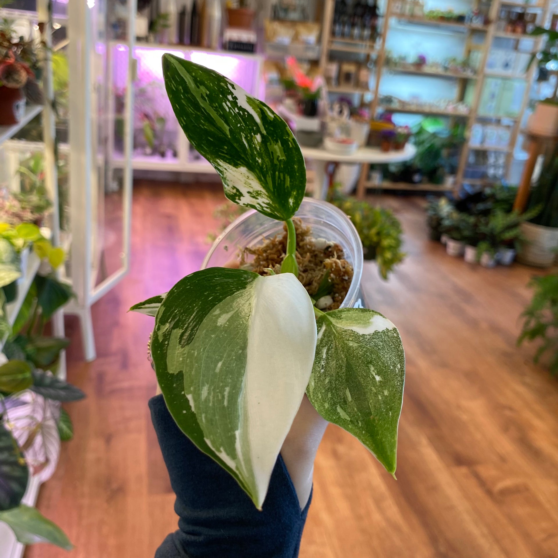 Philodendron 'White Wizard' – The Plant Lady SF