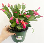 Load image into Gallery viewer, Holiday Cactus
