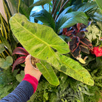 Load image into Gallery viewer, Philodendron &#39;Paraiso Verde&#39;
