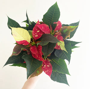 Poinsettia (Euphorbia pulcherrima)