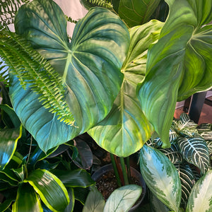 Philodendron ‘Dean McDowell’