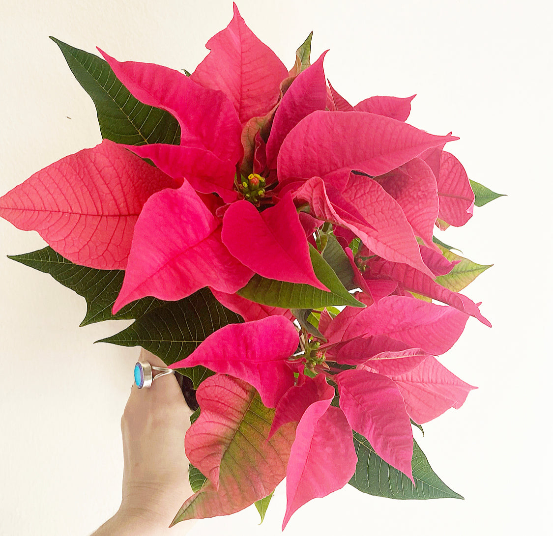 Poinsettia (Euphorbia pulcherrima)