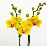 Load image into Gallery viewer, Phalaenopsis Assorted (Moth Orchid)
