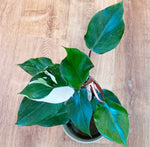 Load image into Gallery viewer, Philodendron &#39;White Knight&#39;
