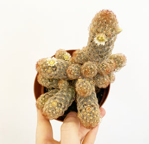 Mammillaria elongata (Gold Lace Cactus)