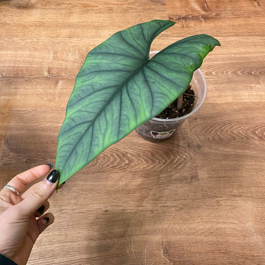 Alocasia bisma 'Platnium'