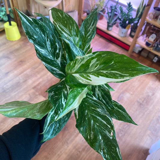 Spathiphyllum 'Domino' (Variegated Peace Lily)