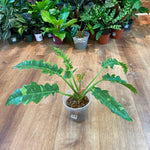Load image into Gallery viewer, Philodendron &#39;Ring of Fire&#39;
