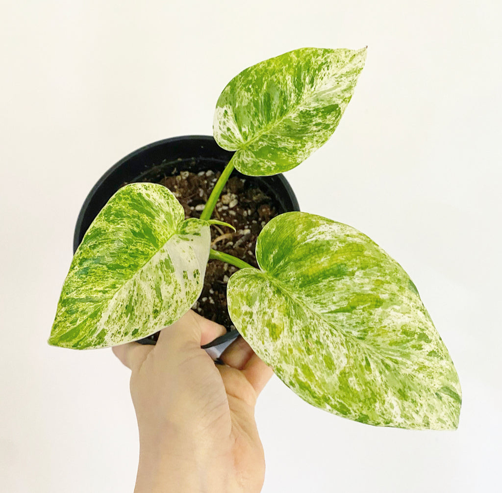 Epipremnum Pinnatum Mint Variegated EXACT PLANT U.S. Seller 