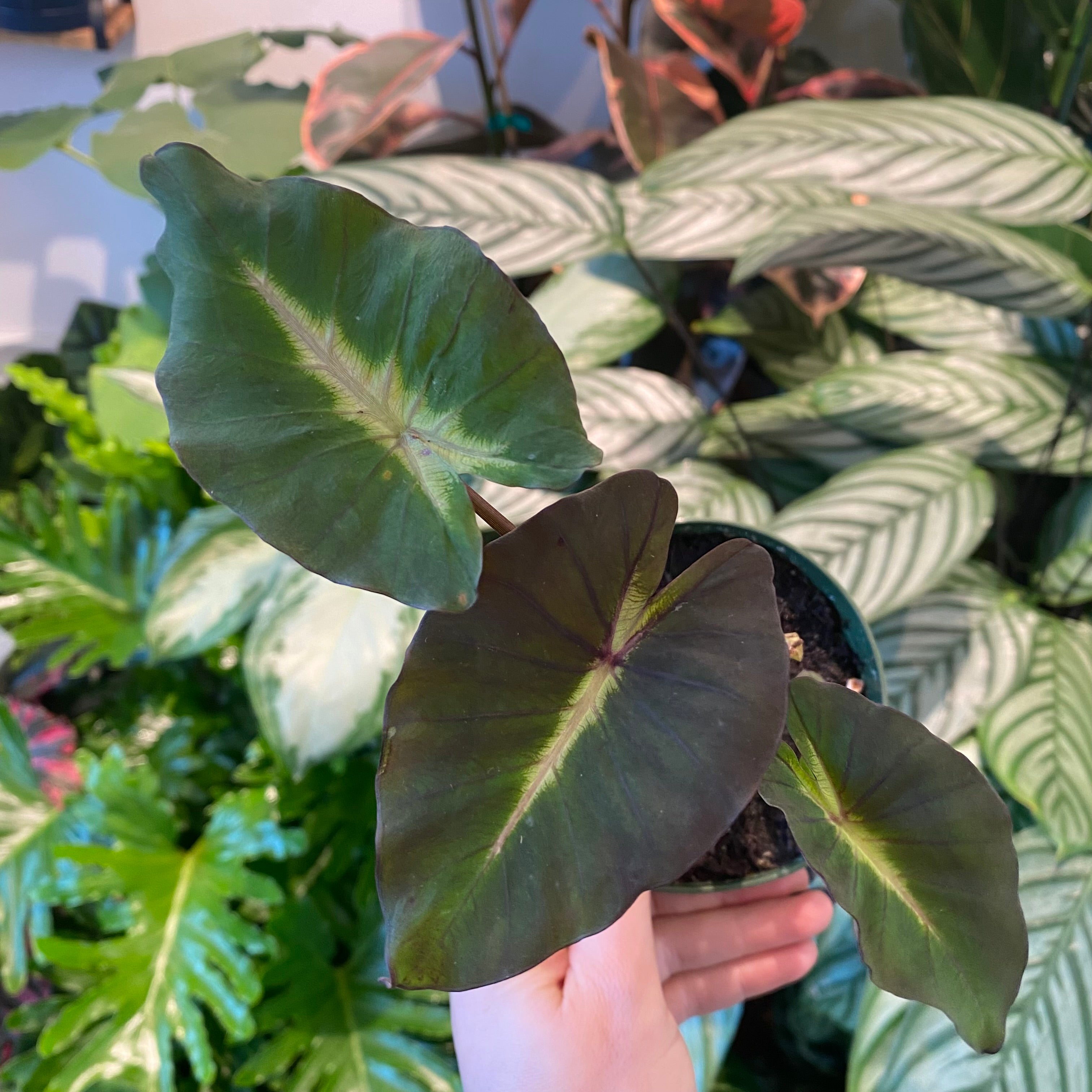 Colocasia ‘Tropical Storm’