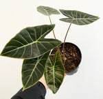 Load image into Gallery viewer, Alocasia longiloba &#39;Dragon&#39;s Tooth&#39;
