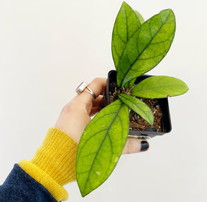 Hoya crassipetiolata