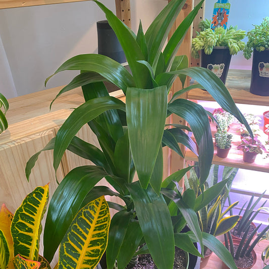 Dracaena ‘Black Beauty’ Cane
