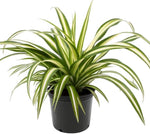 Load image into Gallery viewer, Spider Plant (Chlorophytum comosum)
