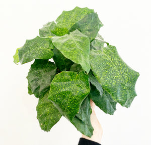 Calathea musaica