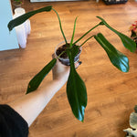 Load image into Gallery viewer, Philodendron joepii
