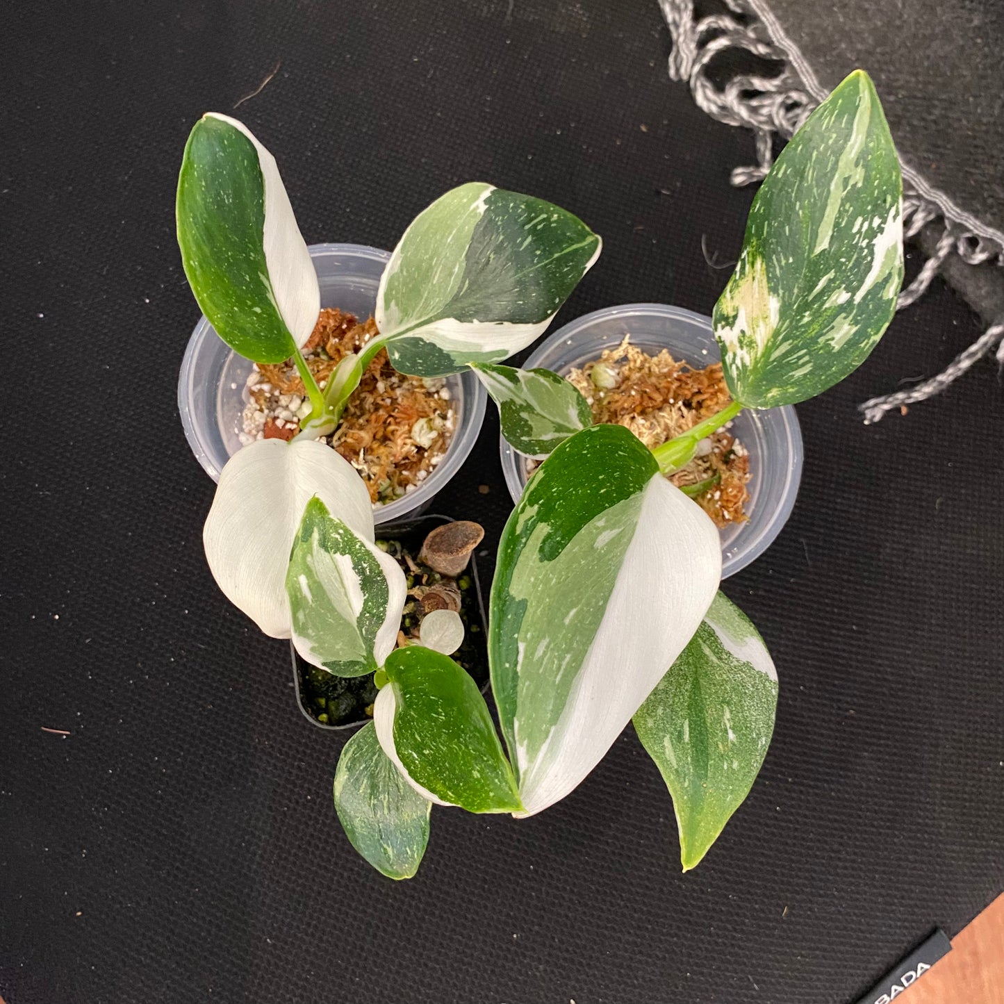 Philodendron 'White Wizard'