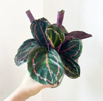 Load image into Gallery viewer, Calathea ‘Dottie’
