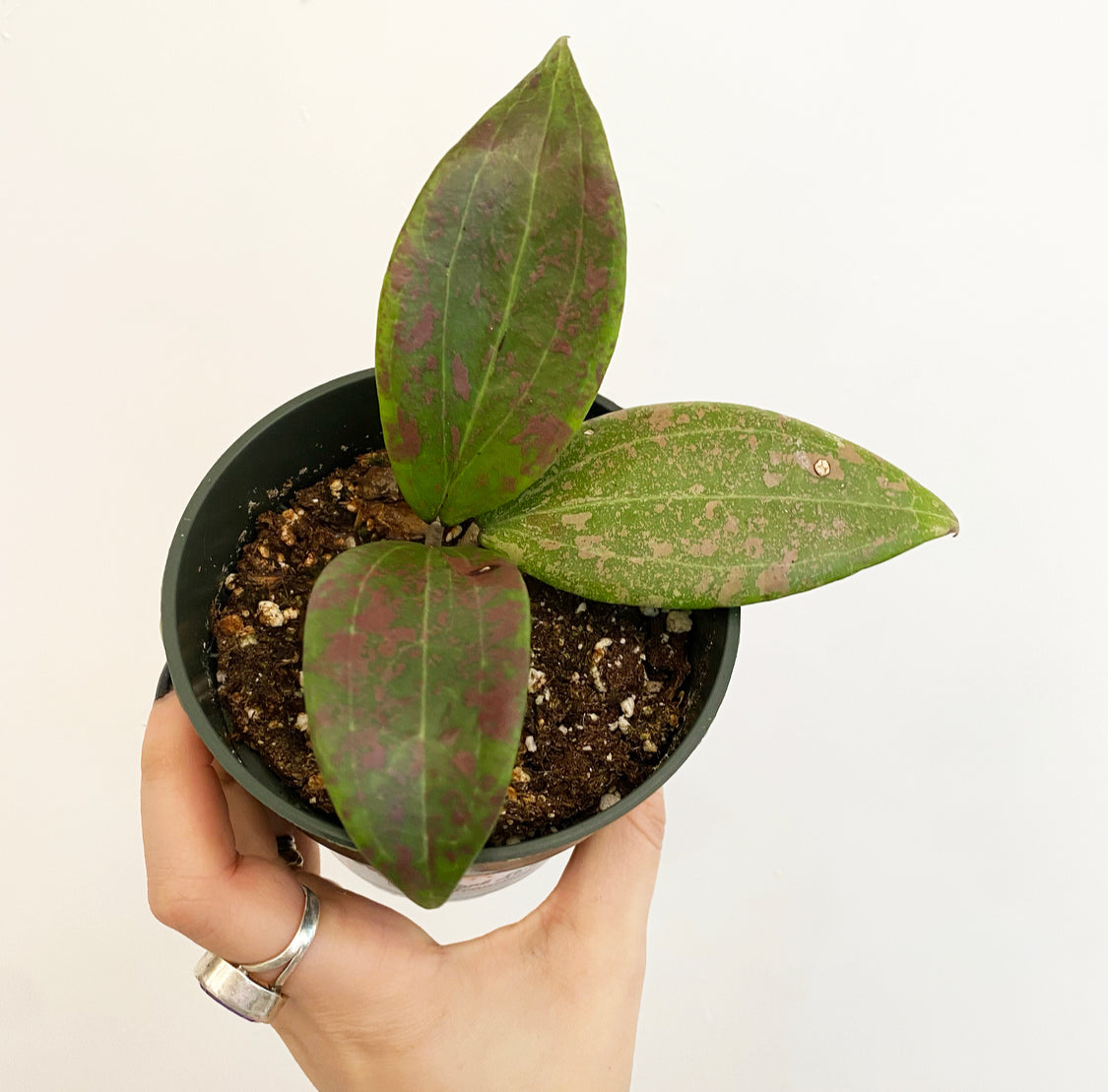 Hoya wibergiae