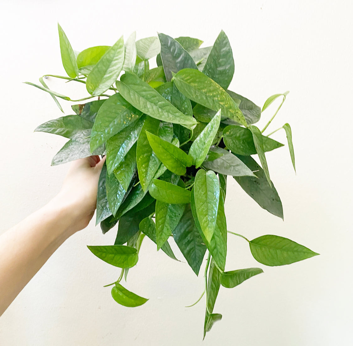 Epipremnum pinnatum 'Cebu Blue' Pothos
