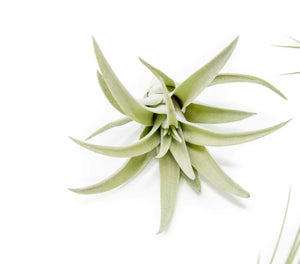 Tillandsia harrissi - purple tinge
